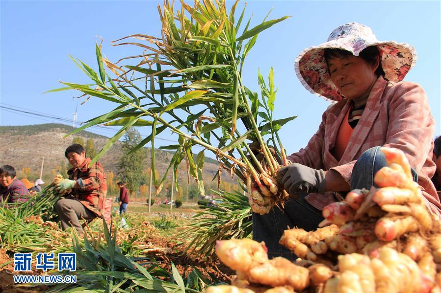 山东：喜获丰收