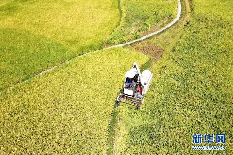 धान भित्र्याउन व्यस्त