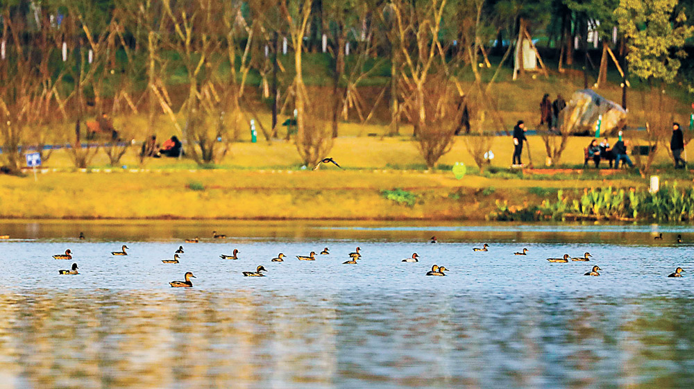 【焦点图】候鸟栖息重庆梁平双桂湖