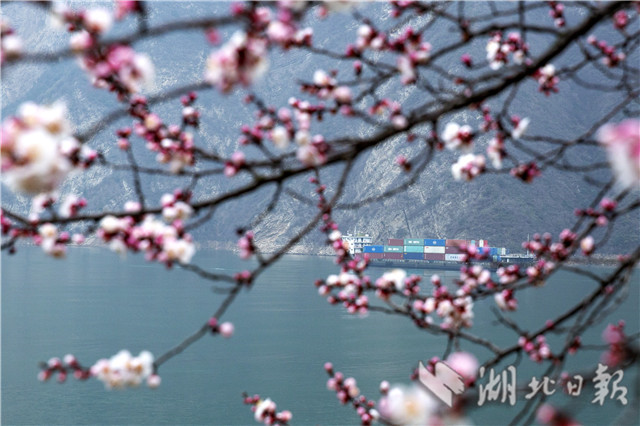 春到三峽山花開