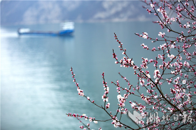 春到三峽山花開