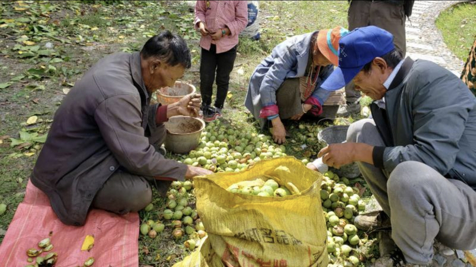 幸福花开新边疆小小核桃树奔上致富路