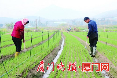 【福建时间主推】【厦门】【移动版】【Chinanews带图】惊蛰探访春忙现场 厦门农户们展望新一年好光景