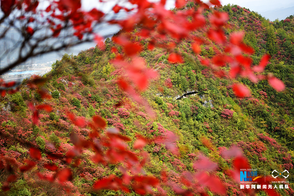 【渝情渝景】航拍重庆酉阳山羊村迎红叶最佳观赏期