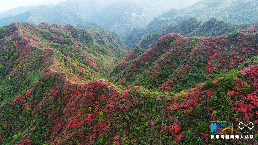 【渝情渝景】航拍重慶酉陽山羊村迎紅葉最佳觀賞期