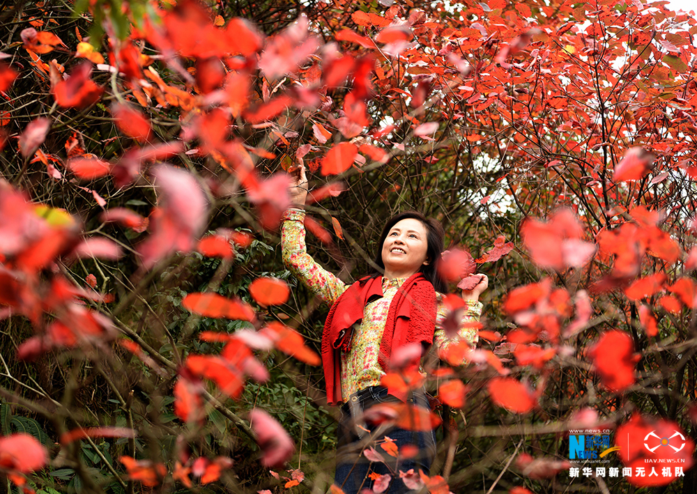 【渝情渝景】航拍重慶酉陽山羊村迎紅葉最佳觀賞期