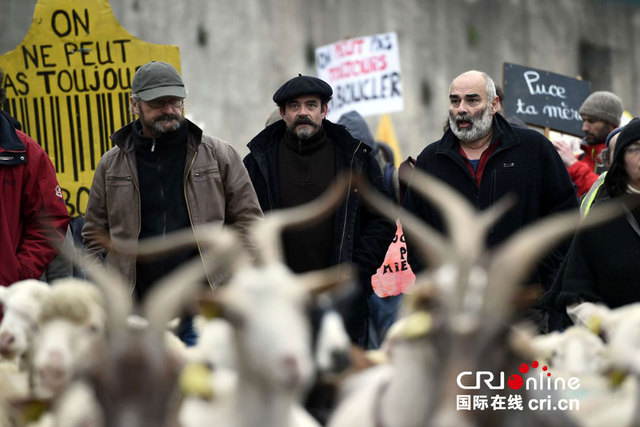 法国羊群上街"游行" 抗议植入芯片