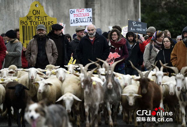 法国羊群上街"游行" 抗议植入芯片