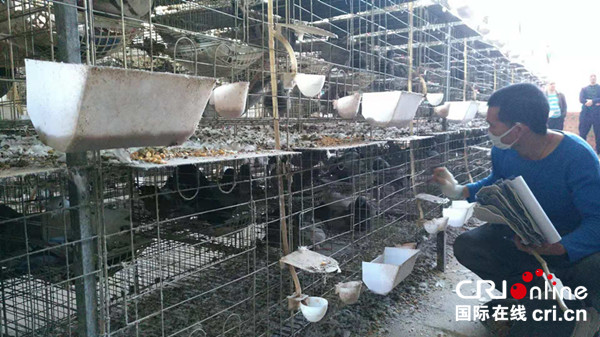 【唐已審】【原創】南寧市良慶區：2019年力爭肉鴿養殖規模進廣西前十名