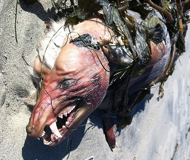 神秘无毛生物惊现美国加州海滩 长有锋爪尖齿