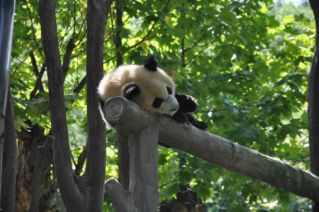 パンダ関連の研究協力に必要な条件_fororder_0831E-3-1