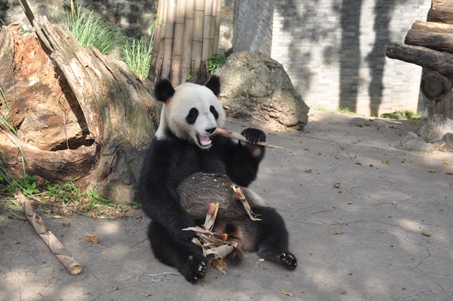 パンダ関連の研究協力に必要な条件_fororder_0831E-4-1