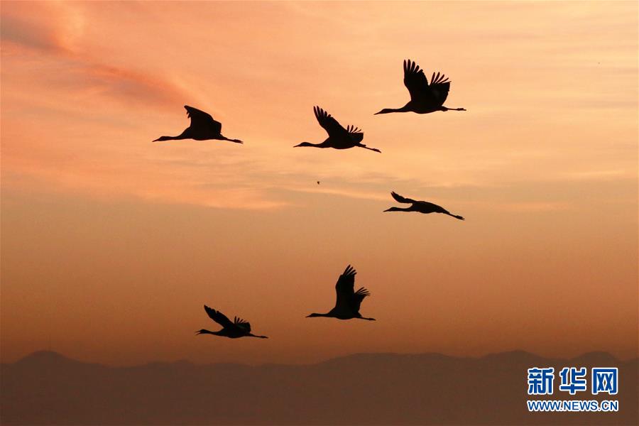 贵州威宁：鹤舞草海美如画