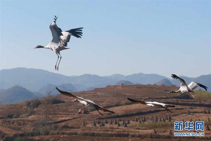 贵州威宁：鹤舞草海美如画