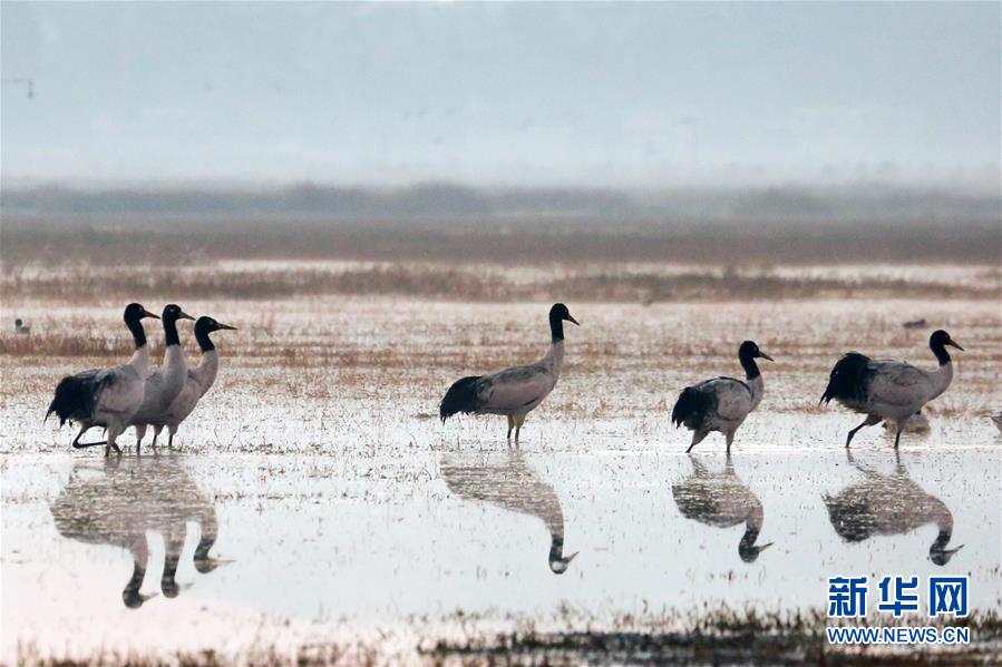 贵州威宁：鹤舞草海美如画
