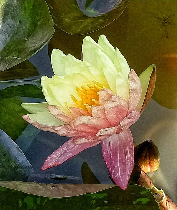 บัวกระด้งยักษ์ที่สวนพฤกษศาสตร์ปักกิ่ง