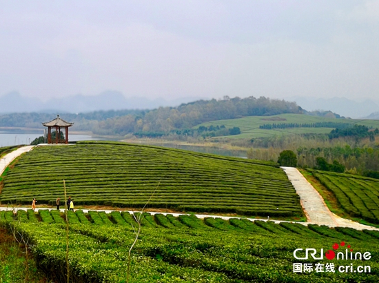 貴州清鎮：“以茶帶旅以旅促茶”打造文旅名片