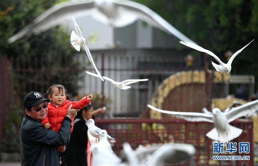 红嘴鸥连续34年飞临云南昆明越冬