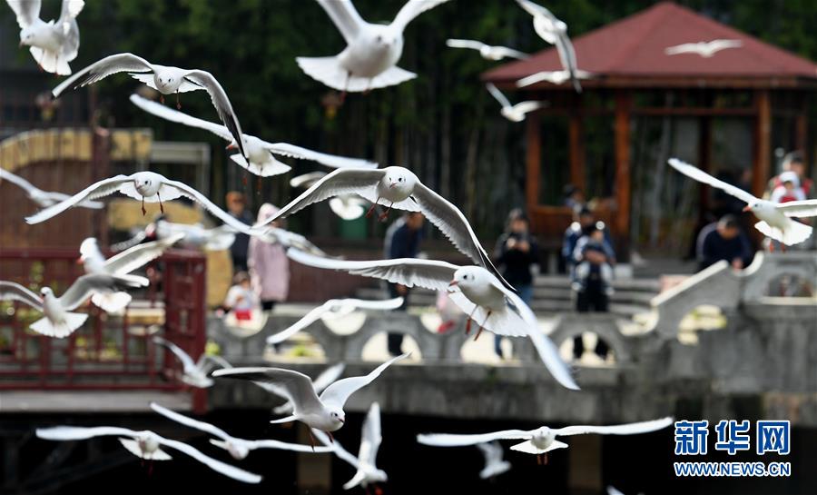 红嘴鸥连续34年飞临云南昆明越冬