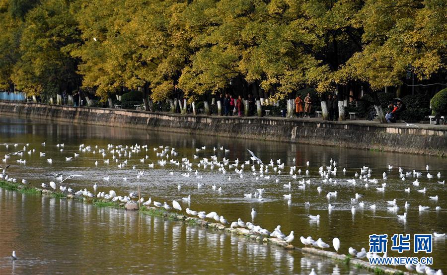 红嘴鸥连续34年飞临云南昆明越冬