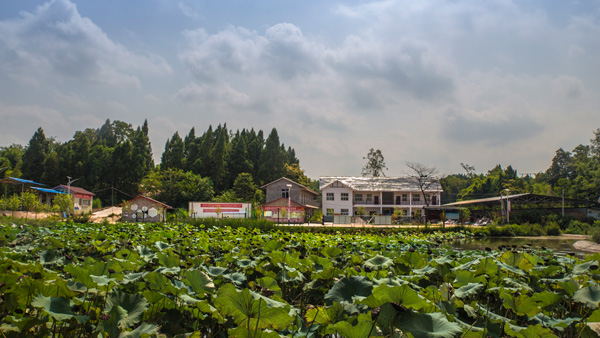 李家镇双石村党群活动中心外的莲藕生机盎然(资阳市安岳县新闻中心 供