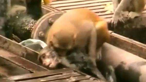 印度猴子铁轨上救助濒死同类 获赞"英雄"