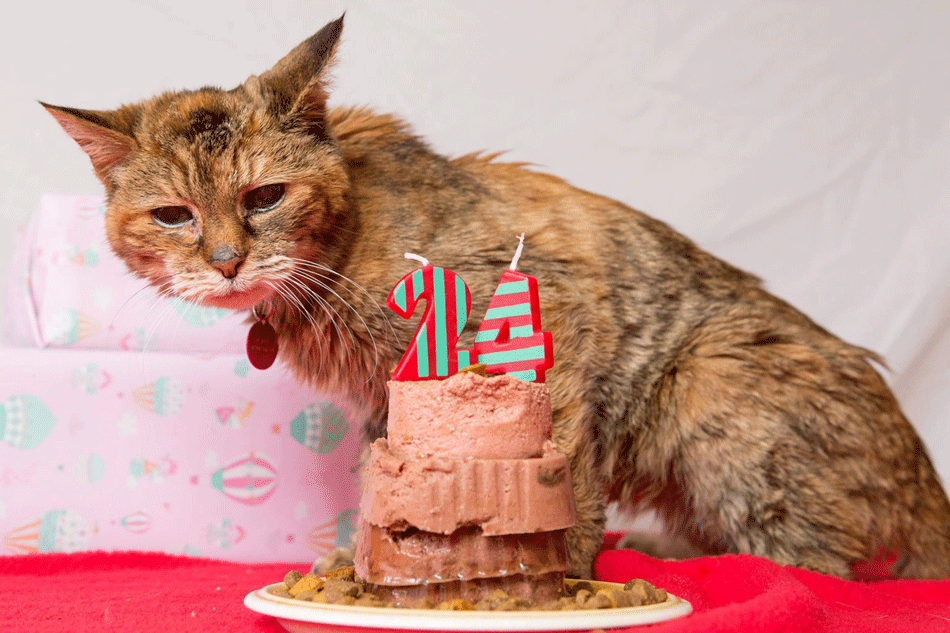 盤點2014年全球最吸睛貓咪 24歲小貓獲頒終身成就獎標題