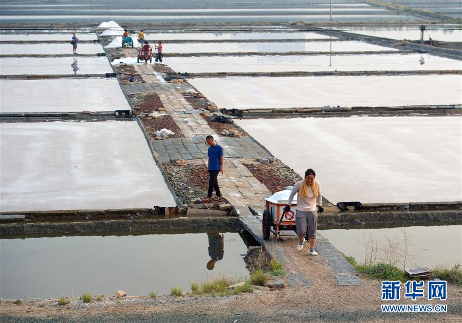 福建泉州：百年盐场的繁忙伏收季