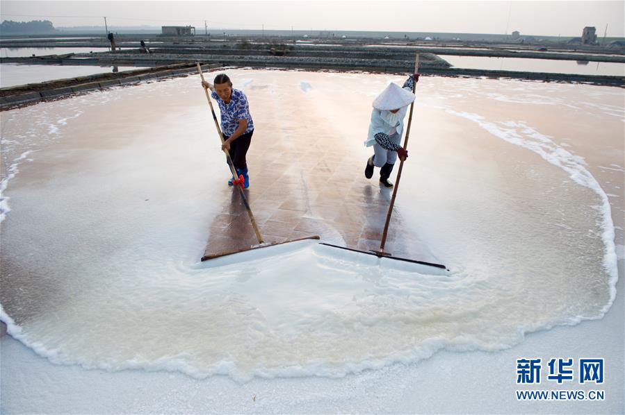 福建泉州：百年鹽場的繁忙伏收季