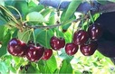 为满足中国“吃货”的胃口，智利樱桃的种植面积已扩大了数十倍。_fororder_u=1591408948,468677468&fm=173&s=C5BAB2F200834EE41625E220030020D7&w=640&h=372&img.JPEG
