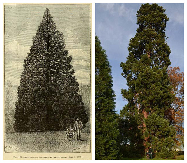 英國發現最古老聖誕樹 已有158年曆史