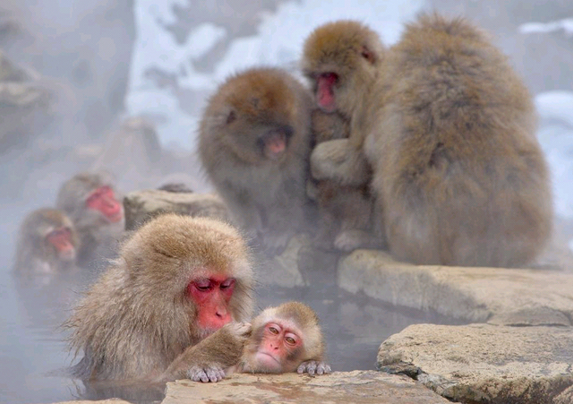 日本猴泡溫泉景點獲外國遊客熱捧