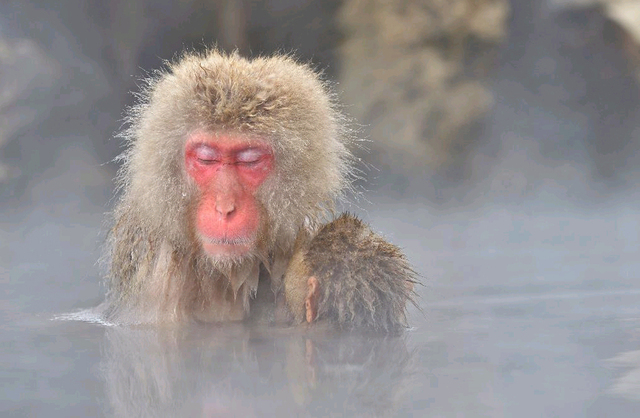 日本猴泡温泉景点获外国游客热捧