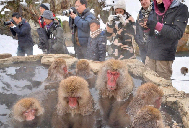 日本猴泡温泉景点获外国游客热捧