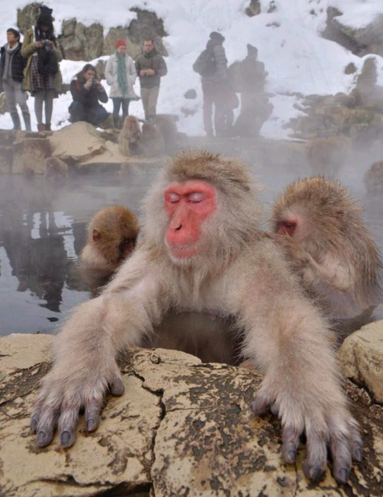 日本猴泡溫泉景點獲外國遊客熱捧