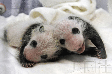 日本为双胞胎熊猫宝宝征名 2015年公布结果