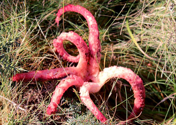 英国乡村惊现奇葩菌菇 长有红色触须激似章鱼