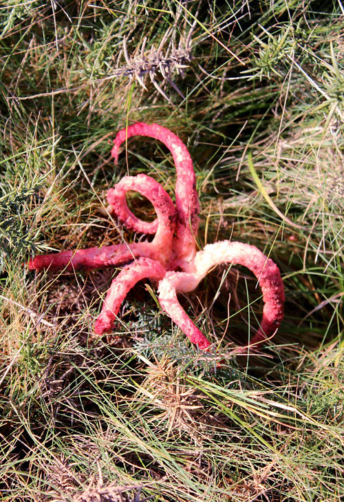英国乡村惊现奇葩菌菇 长有红色触须激似章鱼