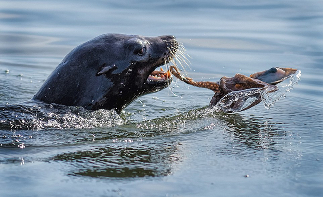 生存之战:饥饿海豹捕杀章鱼 遭激烈反抗