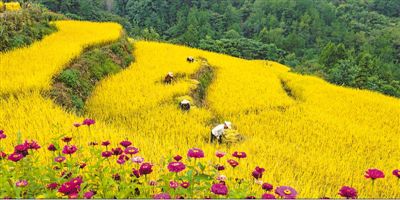 高山水稻收穫時