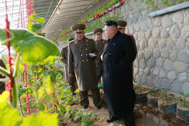 金正恩視察蔬菜大棚 稱讚立體種菜高水準