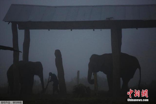 尼泊尔大象节即将开幕 参赛"选手"准备就位
