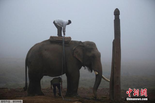 尼泊尔大象节即将开幕 参赛"选手"准备就位