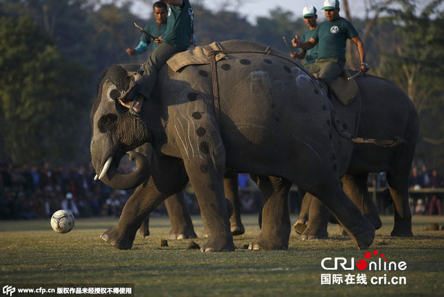 尼泊爾國際大象節上聰慧大象大秀腳法