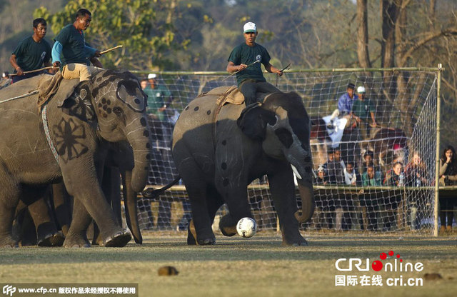 尼泊尔国际大象节上聪慧大象大秀脚法