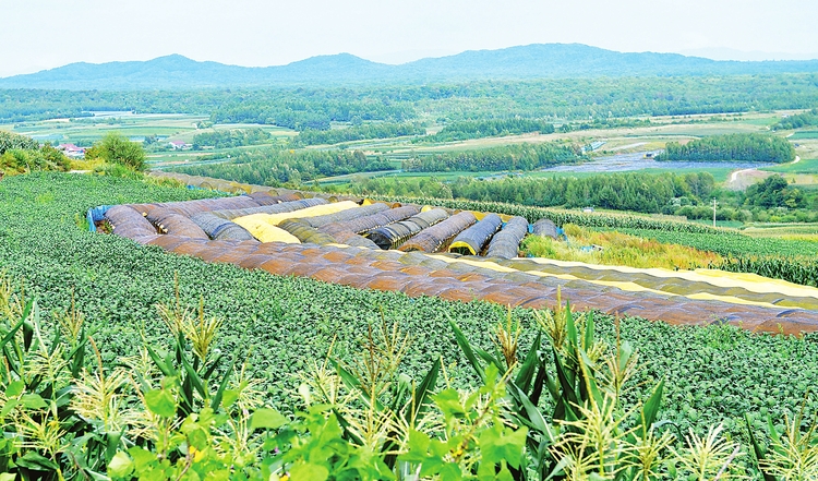 撫松縣全力做優人參醫藥健康産業 打造區域經濟新引擎