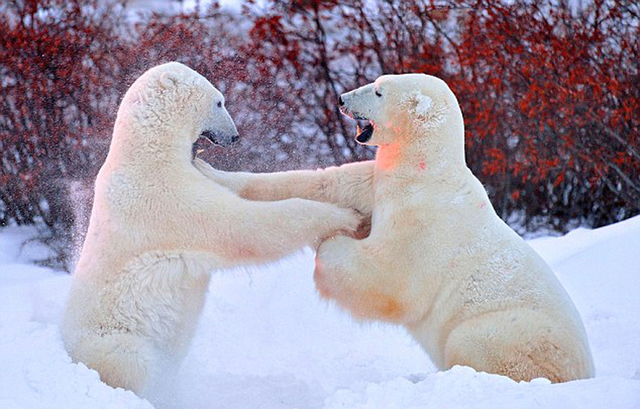 俄攝影師抓拍北極熊為爭奪領地展開殘酷決鬥