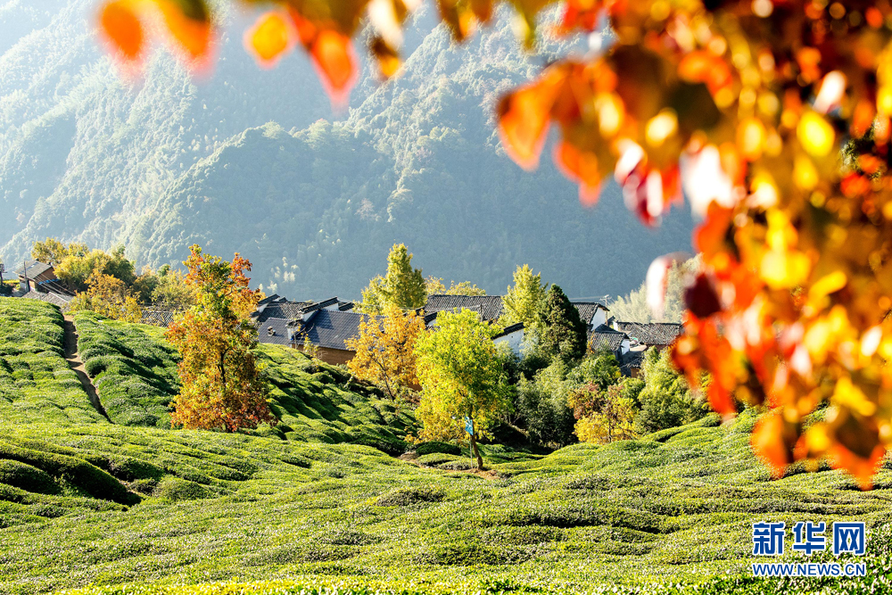 安徽：高山古村秋色美