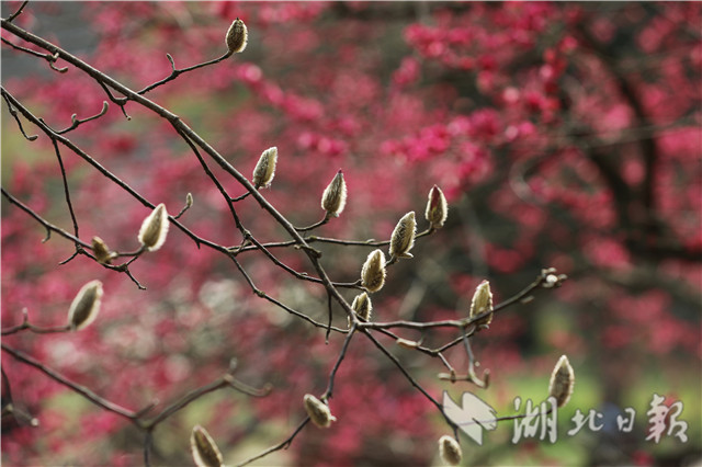 东湖梅花进入盛花期