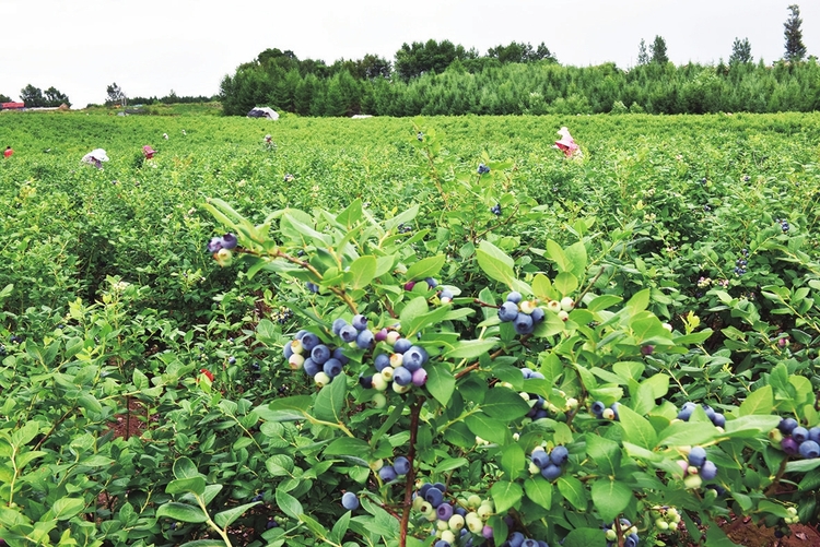 “漿果之王”放異彩——吉林省白山市大力發展藍莓産業紀實